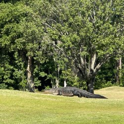 NAS Jax Golf