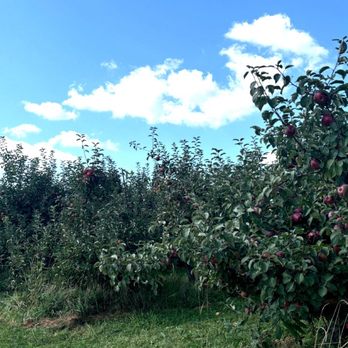Apple Hills Farm - wild apple trees - Pick Your Own Farms Near Me - Binghamton, New York