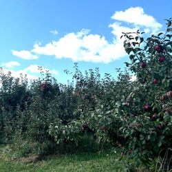Apple Hills Farm - Wild apple trees