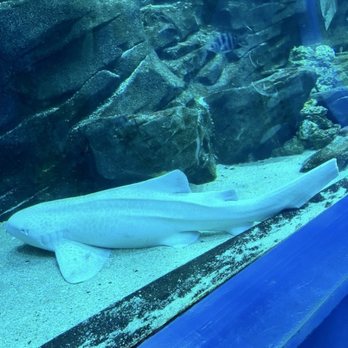 Georgia Aquarium - Zebra shark - Aquariums Near Me - Atlanta, Georgia Georgia Aquarium - Zebra shark - Aquariums Near Me - Atlanta, Georgia