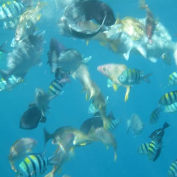 Capt Andy's - Underwater camera is a must! - Boat Tours Near Me - Ele'ele, Hawaii