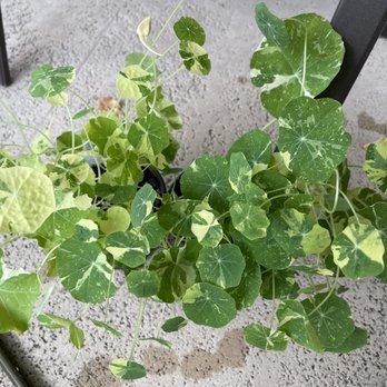 Pinder's Nursery - Nasturtium 'Alaska', which was grown locally by Pinder's! Striking variegation - Nurseries & Gardening Near Me - Palm City, Florida Pinder's Nursery - Nasturtium 'Alaska', which was grown locally by Pinder's! Striking variegation - Nurseries & Gardening Near Me - Palm City, Florida
