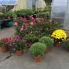 Ferrara Greenhouse gift card