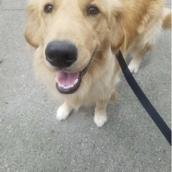 Jason the Dog Walker & Co. - Dog Walkers Near Me