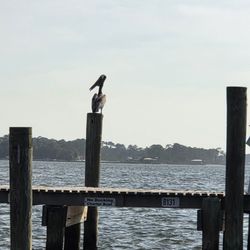 Bear Point Harbor - Pelican  08-22-2026