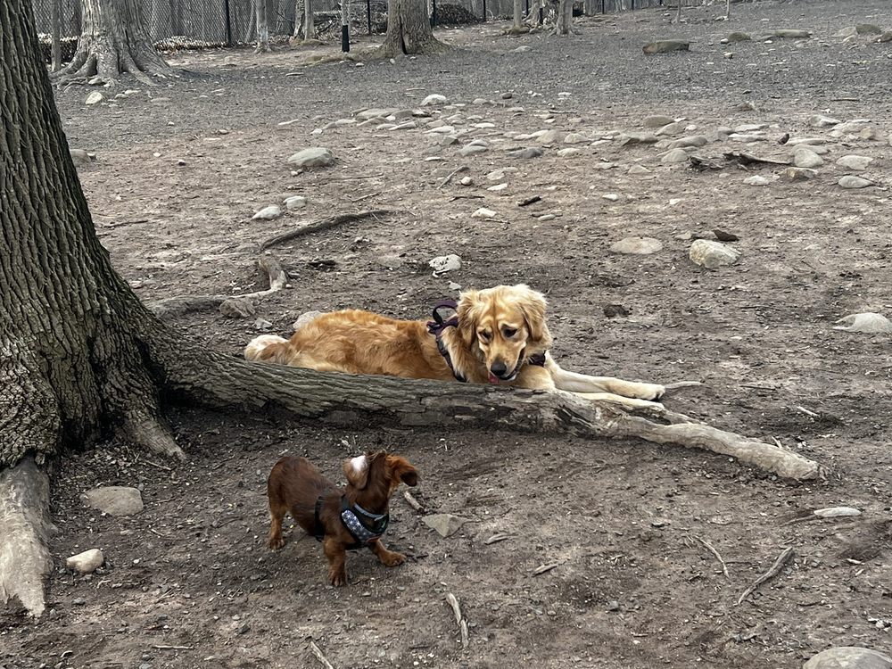 HAMDEN DOG PARK Updated October 2024 24 Photos & 31 Reviews 300