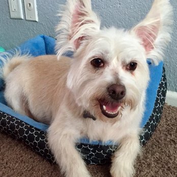 Calling All Paws - AFTER! - Pet Groomers Near Me - Hesperia, California Calling All Paws - AFTER! - Pet Groomers Near Me - Hesperia, California