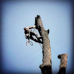 Wilson Tree Service - Walnut removal