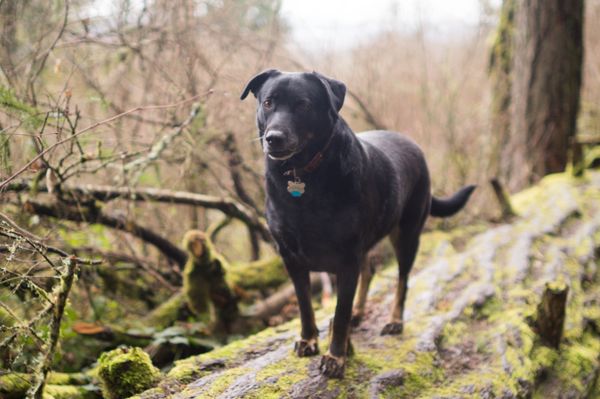 Spencer Butte Trailhead by null