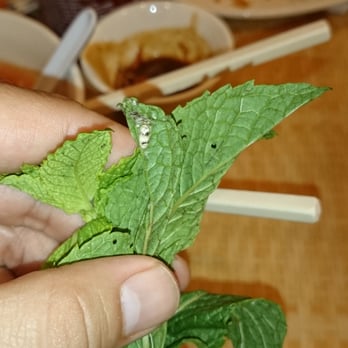 Pho Xpress - Caterpillars - Vietnamese Near Me - San Diego, California Pho Xpress - Caterpillars - Vietnamese Near Me - San Diego, California