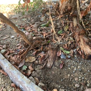 K5 Landscaping - Tree roots cut way too close. They just stop suddenly where they were cut, resulting in tree dying. - Landscaping Near Me - El Cajon, California K5 Landscaping - Tree roots cut way too close. They just stop suddenly where they were cut, resulting in tree dying. - Landscaping Near Me - El Cajon, California