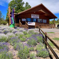Windy Hills Lavender Farm