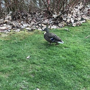 Park at Bothell Landing - Female duck - Parks Near Me - Bothell, Washington
