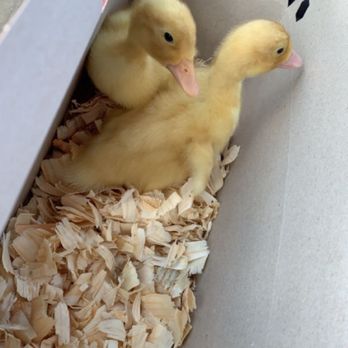 Tractor Supply - ducks - Livestock Feed & Supply Near Me - Plainfield, Indiana