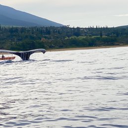One of the Whale's tail we sited during our trip.