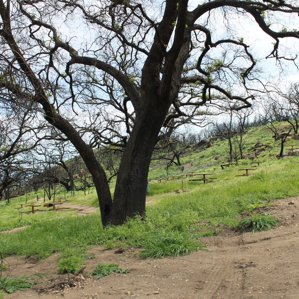 Charmlee Wilderness Park - Picnic area with burned trees and tables - Parks Near Me - Malibu, California