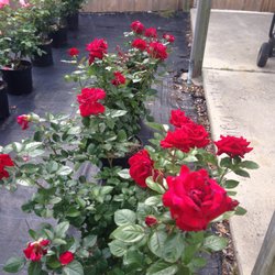 Rose Garden & Pet Store