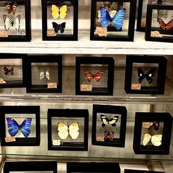 5th Street Antique Mall - The collection of taxidermy butterfly's is huge, this is only a portion of their nook in the store.
