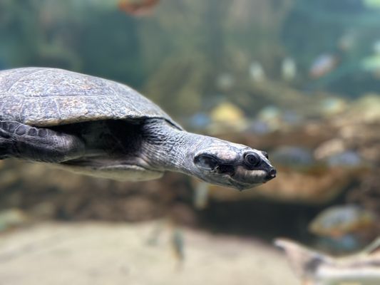 Shedd Aquarium by null
