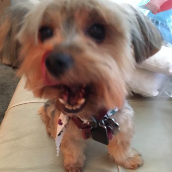 Woof! Here It Is! - Pet Groomers Near Me - Tampa, Florida Woof! Here It Is! - Pet Groomers Near Me - Tampa, Florida