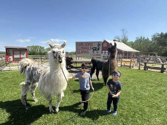 Carlson's Llovable Llamas by null