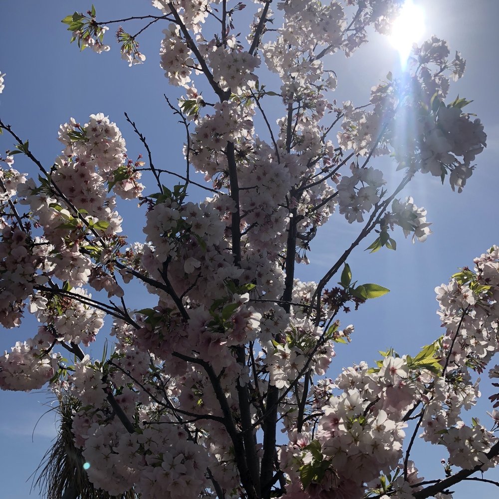 Flowers In Merced Ca Best Flower Site