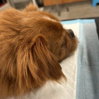 VEG ER for Pets - Sleepy boy after some sedation - Emergency Pet Hospital Near Me - Commack, New York VEG ER for Pets - Sleepy boy after some sedation - Emergency Pet Hospital Near Me - Commack, New York