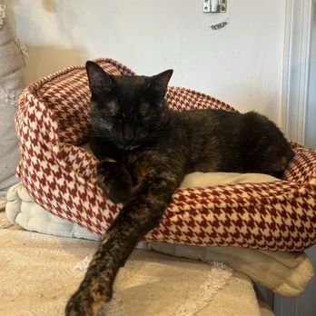 Catty Corner Cafe - Pet Adoption Near Me - Leesburg, Virginia