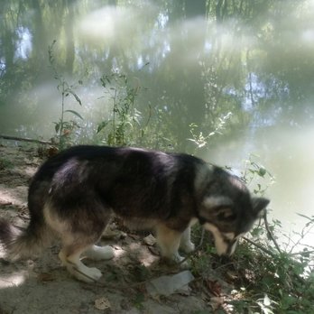 Alamo River RV Park & Campground - My dog "Beauty," loves the area!! - Campgrounds Near Me - Von Ormy, Texas