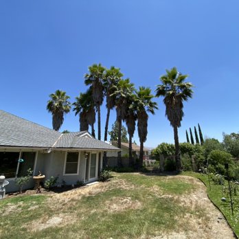 Rosales Tree Care & Landscape Development - Palm tree trimming (before) - Tree Services Near Me - Encino , California Rosales Tree Care & Landscape Development - Palm tree trimming (before) - Tree Services Near Me - Encino , California