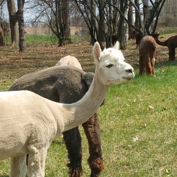 Lazy Acre Alpacas - Some lady alpacas out in the field. - Tours Near Me - Bloomfield, New York