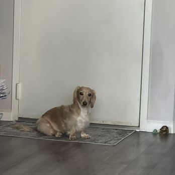 Rainbow Veterinary Hospital - Barnaby - Veterinarians Near Me - Burbank, California Rainbow Veterinary Hospital - Barnaby - Veterinarians Near Me - Burbank, California