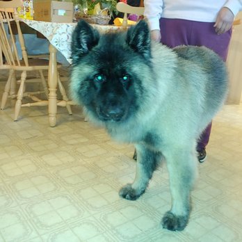 Bubble Buddies - Handsome boy - Pet Groomers Near Me