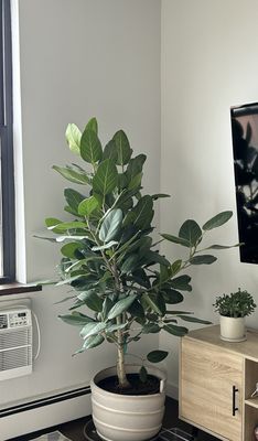 Dahing Plants & Landscaping by null