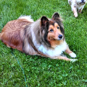 Dirty Paws Pet Grooming - Another happy dog. His hair would mat and Dirty Paws kept it sleek and tangle free. - Pet Groomers Near Me - Davison, Michigan Dirty Paws Pet Grooming - Another happy dog. His hair would mat and Dirty Paws kept it sleek and tangle free. - Pet Groomers Near Me - Davison, Michigan
