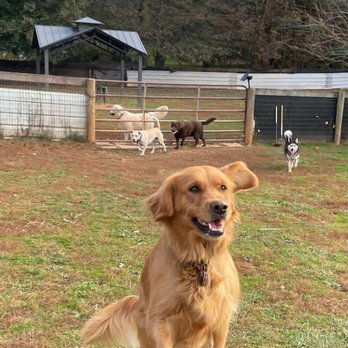 We've Gone To The Dogs - Our girl Lucy! - Pet Sitting Near Me - Westminster, Maryland