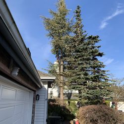 P.I.N.K. Chainsaw Tree Service