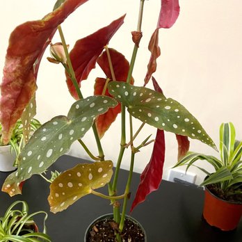 ManhattanFlorist.com - Florists Near Me - New York, New York