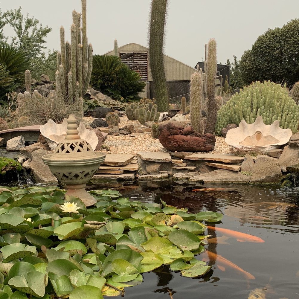 Poot's Cactus Nursery - Make sure you check out their beautiful koi pond display! - Nurseries & Gardening Near Me - Ripon, California Poot's Cactus Nursery - Make sure you check out their beautiful koi pond display! - Nurseries & Gardening Near Me - Ripon, California