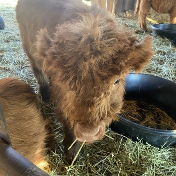 Luckie Farms - Highland Calves - Attraction Farms Near Me - Lake Stevens, Washington Luckie Farms - Highland Calves - Attraction Farms Near Me - Lake Stevens, Washington