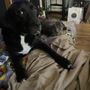 Photo of Pet Corral