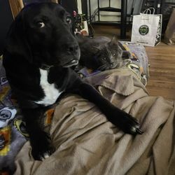 Pet Corral - Cannoli and kitten caught cuddling