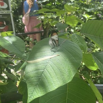 Butterfly World - Botanical Gardens Near Me - Coconut Creek, Florida