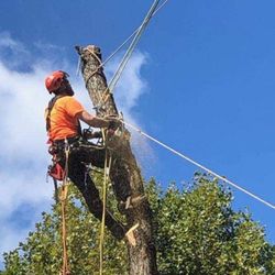 Criss Tree Care - Tree removal