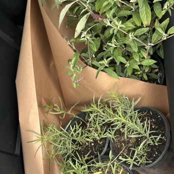 Armstrong Garden Centers - Customer Appreciation Weekend - Got myself butterfly bushes and milkweeds! Come, come madam butterfly!! - Nurseries & Gardening Near Me - Anaheim, California Armstrong Garden Centers - Customer Appreciation Weekend - Got myself butterfly bushes and milkweeds! Come, come madam butterfly!! - Nurseries & Gardening Near Me - Anaheim, California