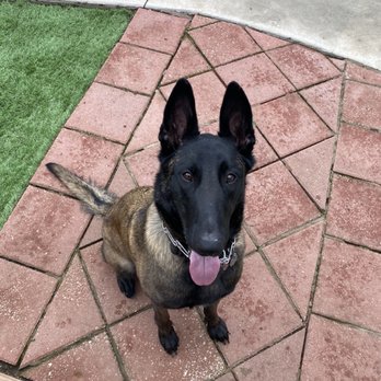 Deb's Riverview Kennel - Okay yard - Pet Training Near Me - Leavenworth, Kansas Deb's Riverview Kennel - Okay yard - Pet Training Near Me - Leavenworth, Kansas