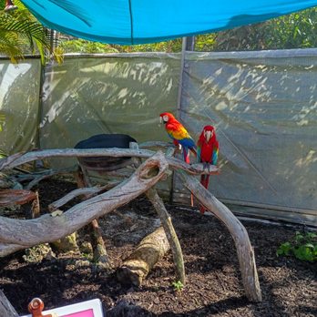 Highlands Transportation - Beautiful Parrots - Transportation Near Me
