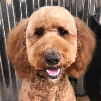 Paws N Claws - Pet Groomers Near Me - Mead, Washington Paws N Claws - Pet Groomers Near Me - Mead, Washington