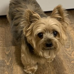 The Regional Veterinary Referral Center - DANIEL  B 7/1/2011 - D 7/18/2024