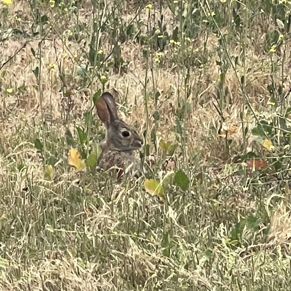 San Mateo Campground - Where's bunny? - Campgrounds Near Me - San Clemente, California San Mateo Campground - Where's bunny? - Campgrounds Near Me - San Clemente, California